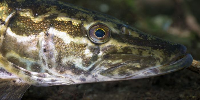 Il luccio italico: una specie da tutelare